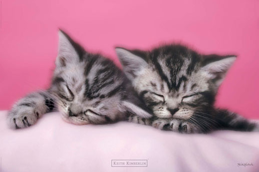 Плакат Keith Kimberlin - pink kitten