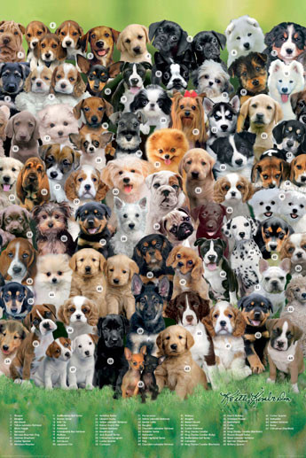 Плакат KEITH KIMBERLIN - breeds