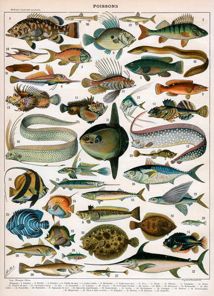 Принти на полотні Decorative Print of 'Poissons' by Demoulin, 1897