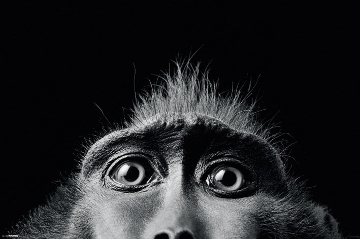 Плакат Tim Flach - monkey eyes