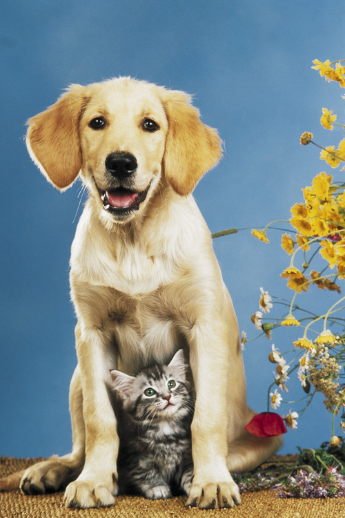 Плакат Mr Big & Mrs Little