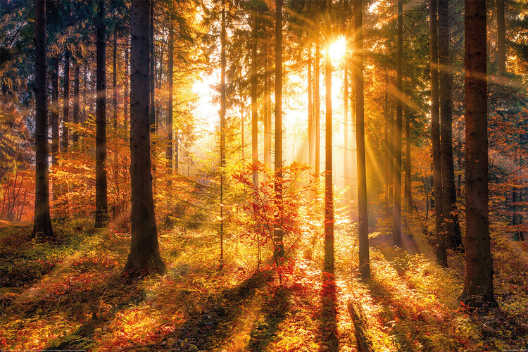 Poster XXL Forrest - Sun