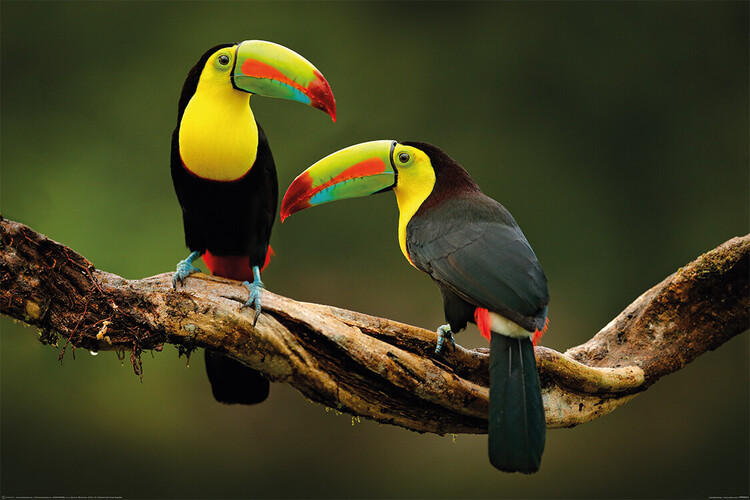 Плакат Birds - Toucan