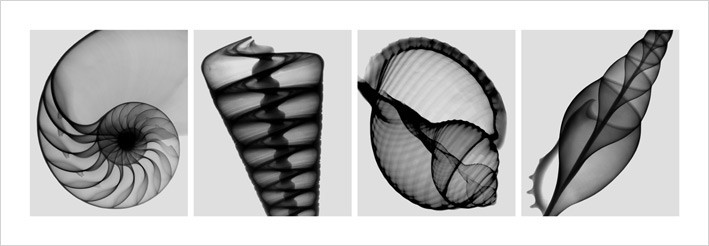 Art Print X-Ray Shells
