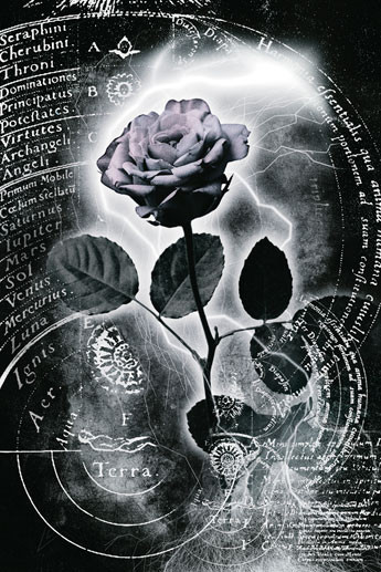 Poster Mercury rose