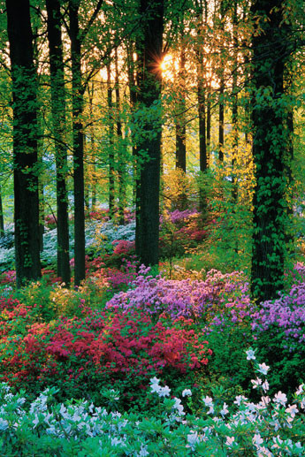 Плакат Flower forest