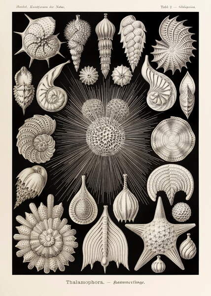 Плакат Plate 2 Globigerina Thalamophora