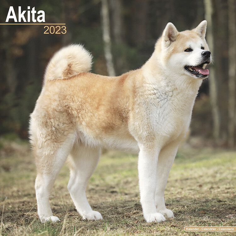Ημερολόγιο 2027 Akita