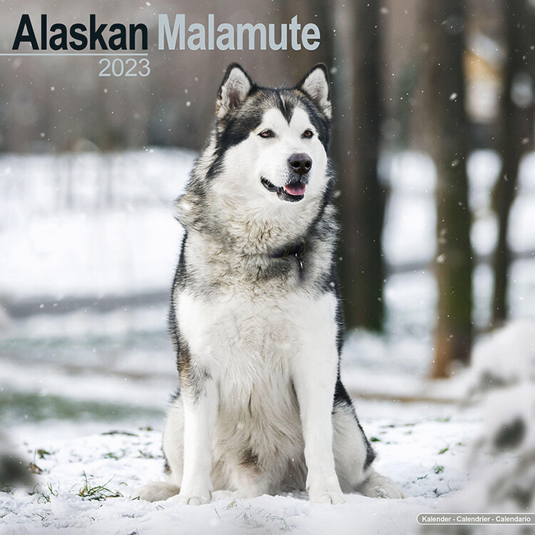 Ημερολόγιο 2027 Alaskan Malamute