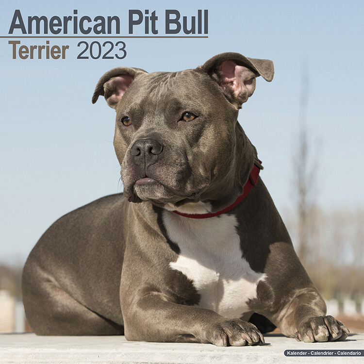 Ημερολόγιο 2027 American Pit Bull Terrier