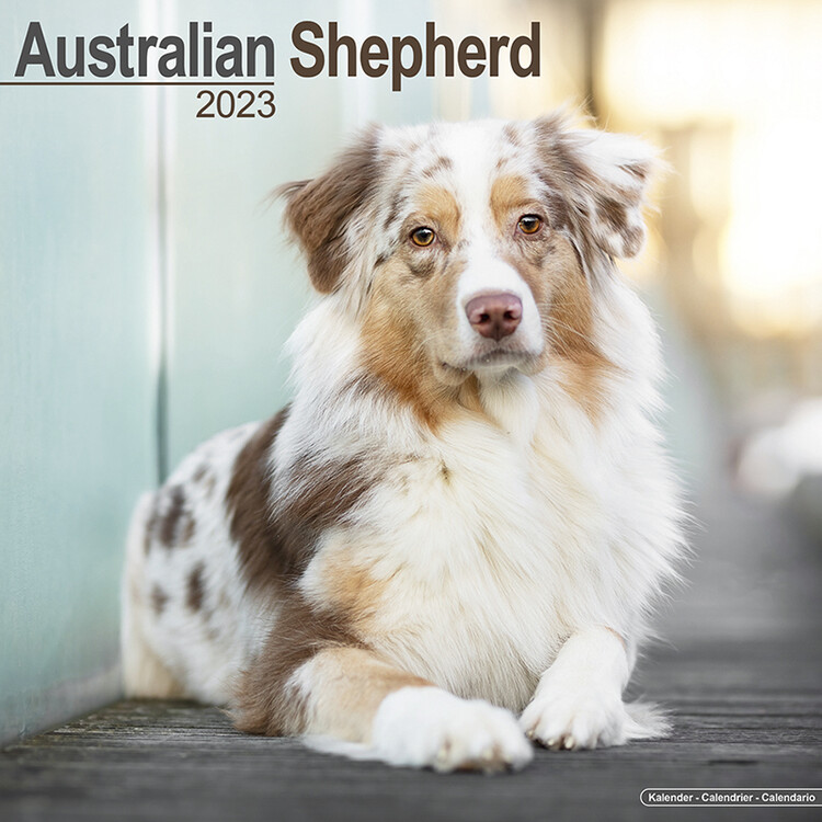 Ημερολόγιο 2027 Australian Shepherd