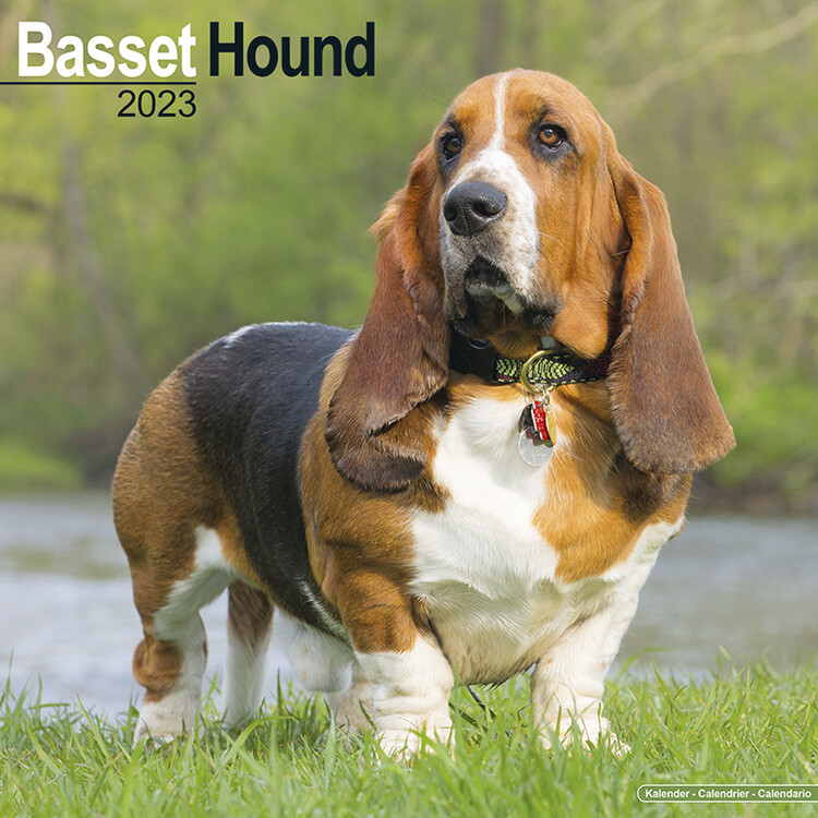 Calendar 2023 Basset Hound