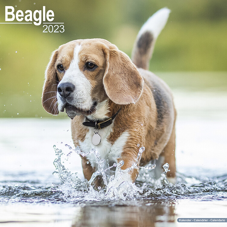 Ημερολόγιο 2027 Beagle