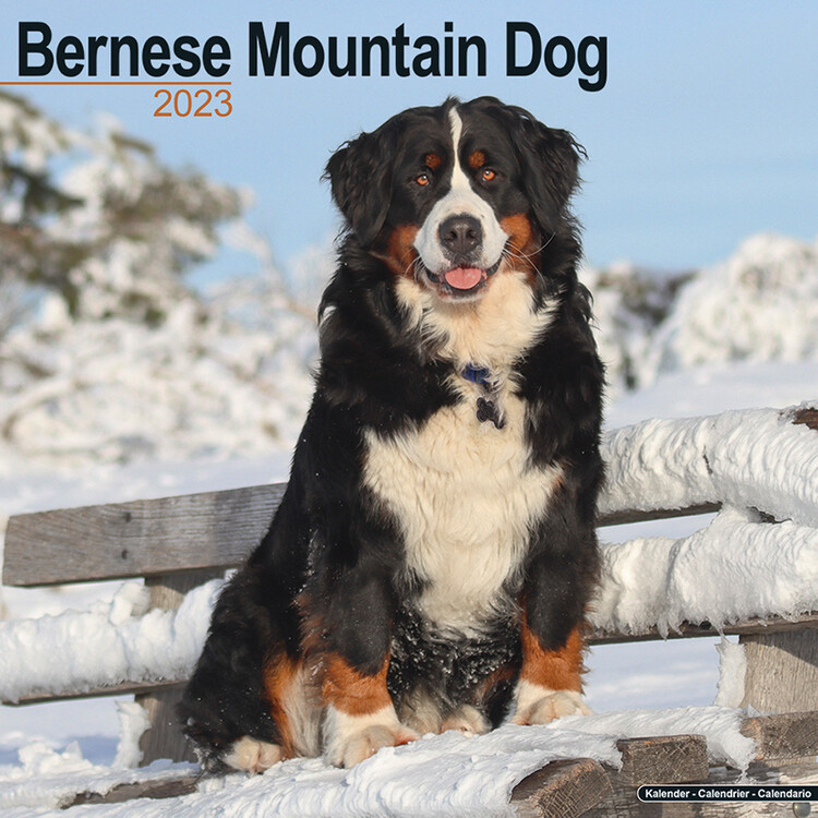 Ημερολόγιο 2027 Bernese Mountain Dog