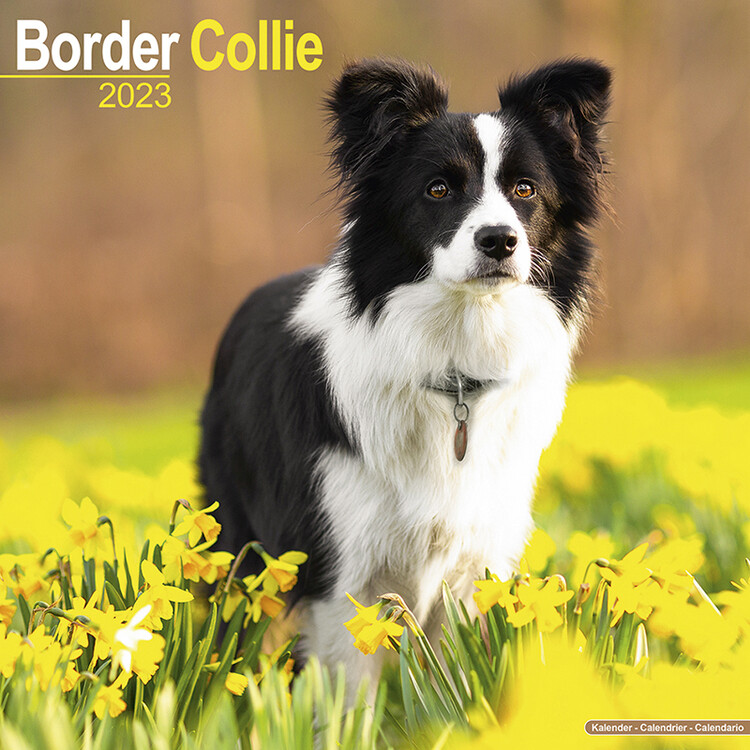 Ημερολόγιο 2027 Border Collie