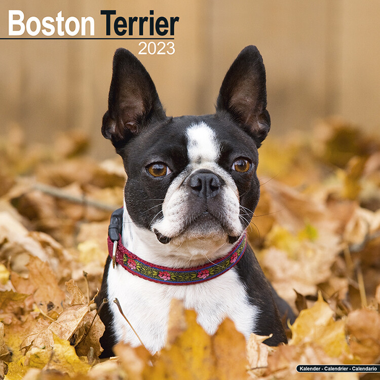Ημερολόγιο 2027 Boston Terrier