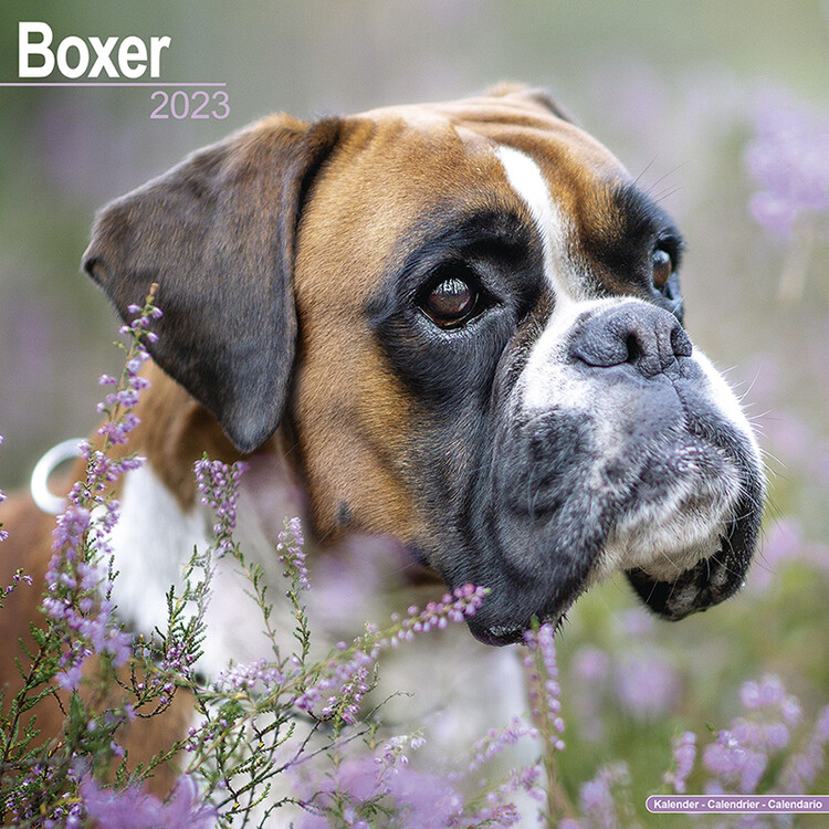 Koledar 2027 Boxer