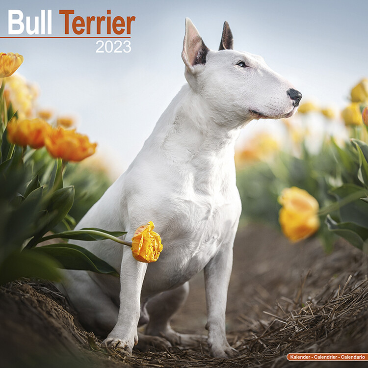 Calendar 2027 Bull Terrier