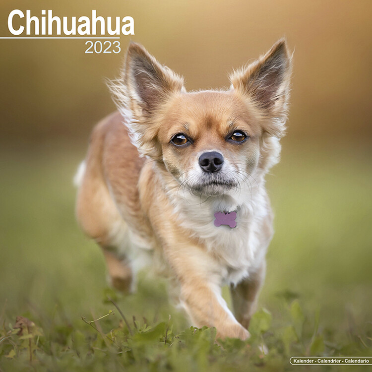 Calendar 2023 Chihuahua