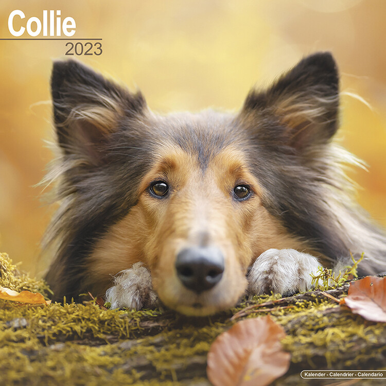 Calendar 2027 Collie