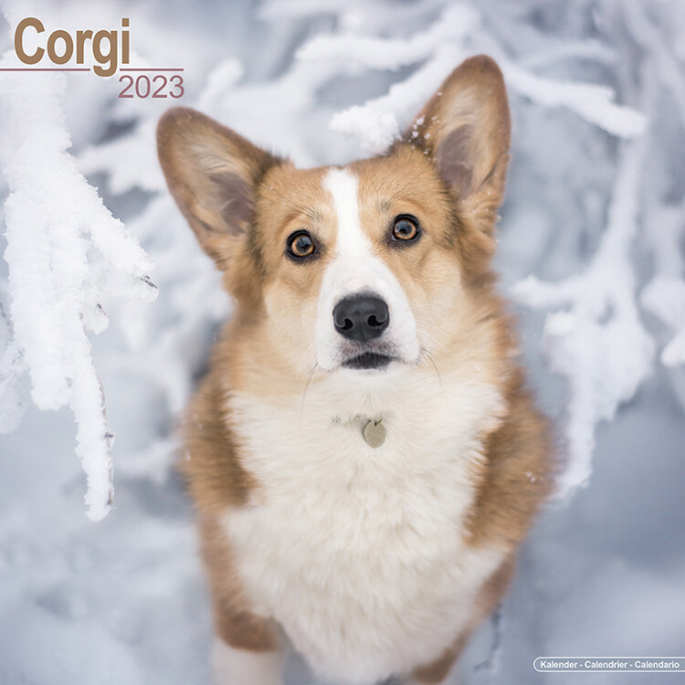 Ημερολόγιο 2027 Welsh Corgi