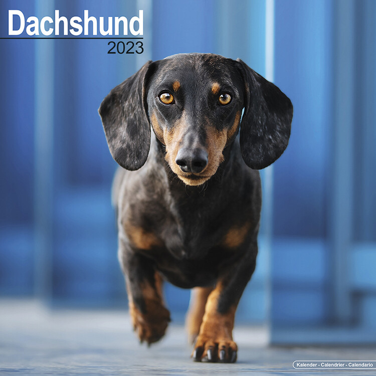 Kalenteri 2027 Dachshund