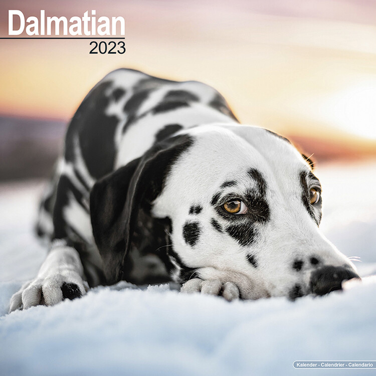 Календар 2027 Dalmatian