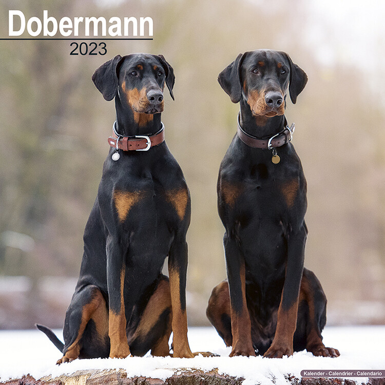 Ημερολόγιο 2027 Dobermann