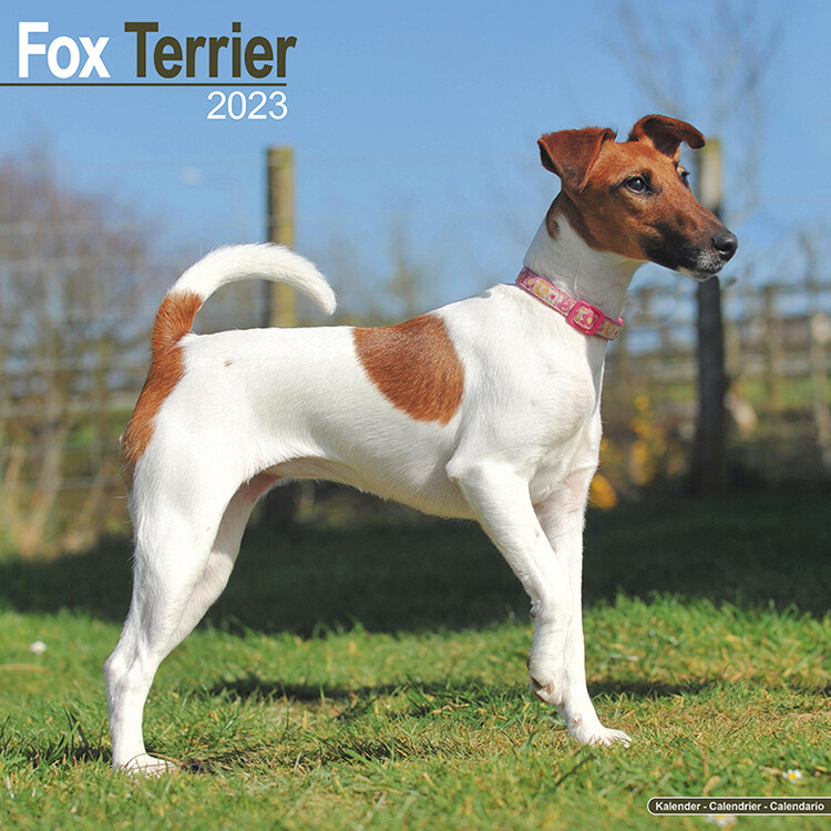 Ημερολόγιο 2027 Fox Terrier