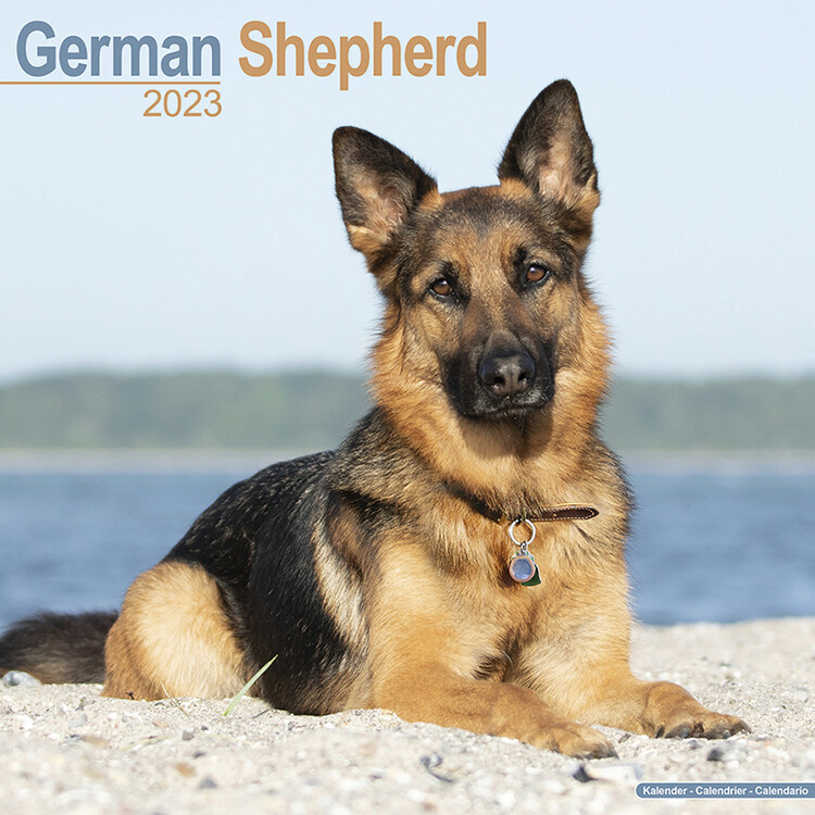 Calendar 2027 German Shepherd
