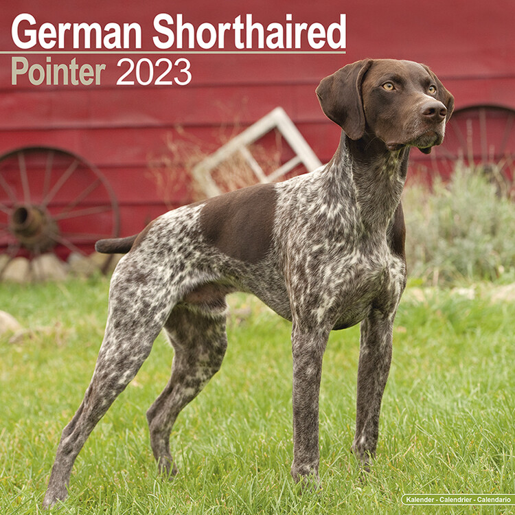 Kalenteri 2027 German ShortHair Pointer