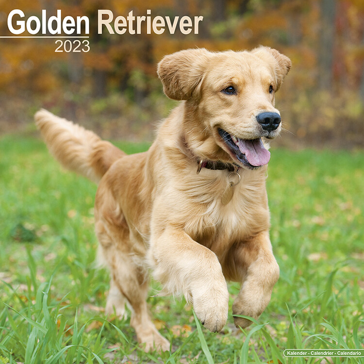 Calendar 2023 Golden Retriever