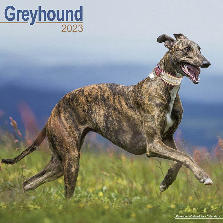 Календар 2027 Greyhound