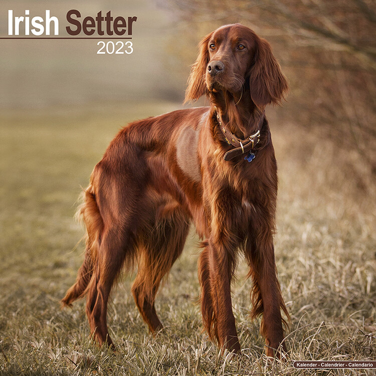Ημερολόγιο 2027 Irish Setter