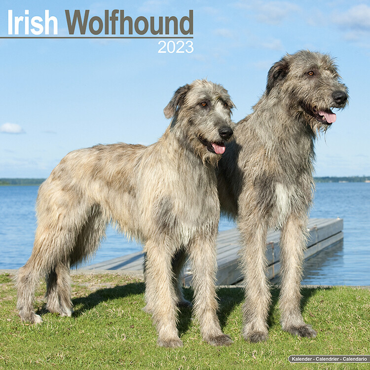 Календар 2027 Irish Wolfhound