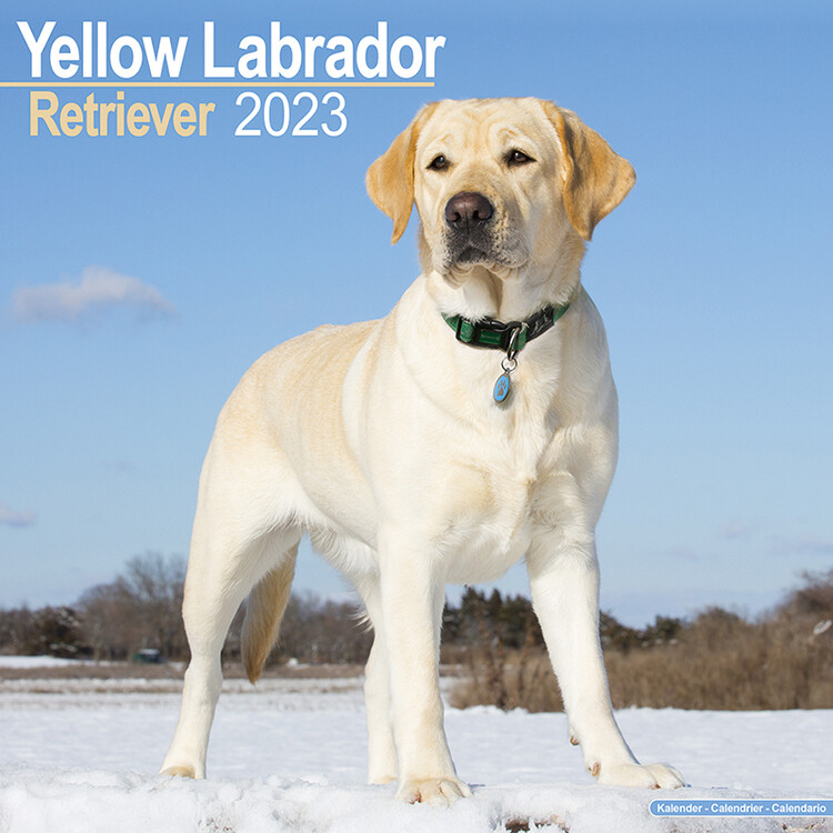 Kalenteri 2027 Labrador Ret (Yellow)