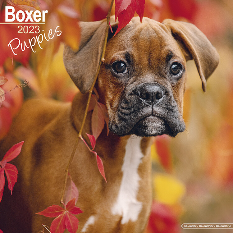 Ημερολόγιο 2027 Boxer - Puppies