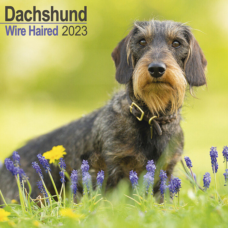 Calendar 2027 Wirehaired Dachshund