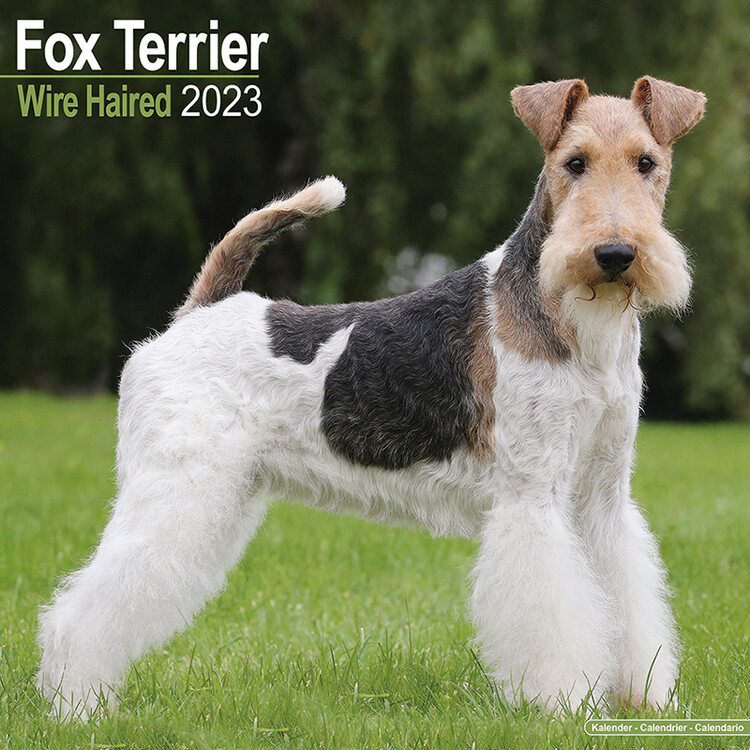 Calendar 2027 Wire Fox Terrier