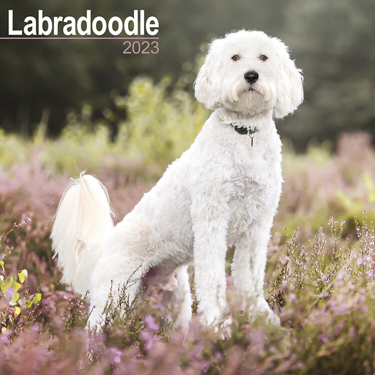 Calendar 2027 Labradoodle