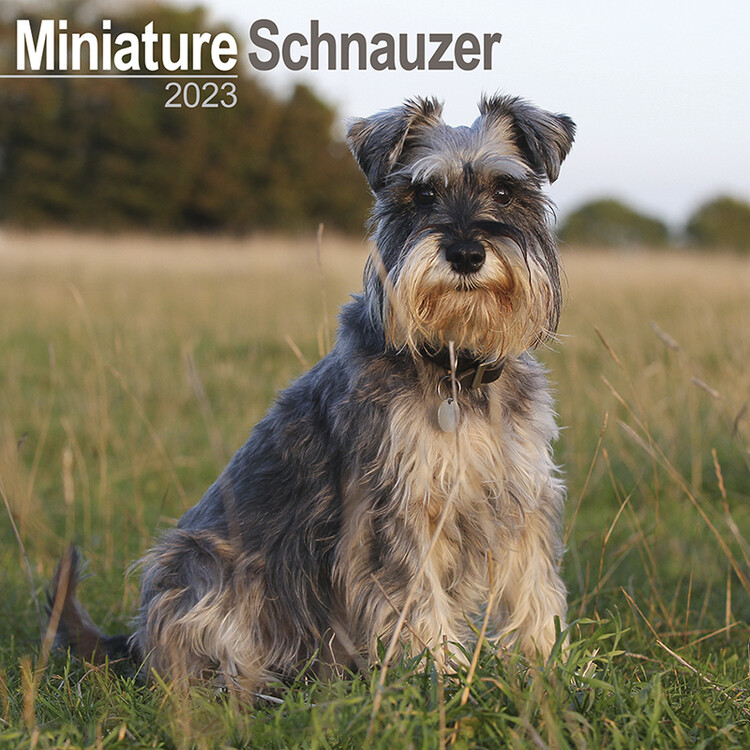 Kalenteri 2027 Mini Schnauzerl