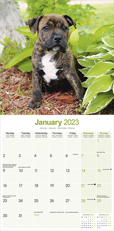 Calendar Stafford Puppies Staffordshire Bull Terrier Puppies Mini