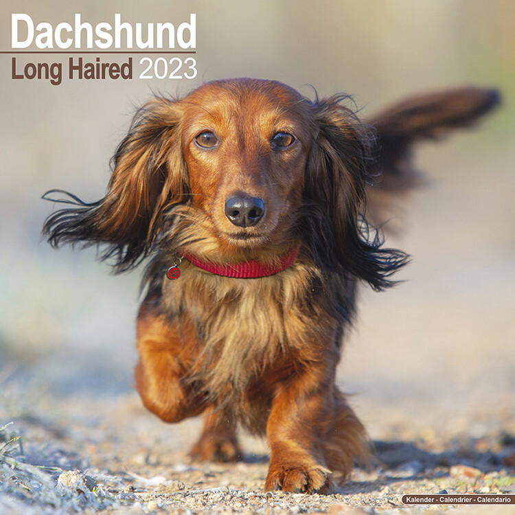 Ημερολόγιο 2027 Dachshund (Longhaired)