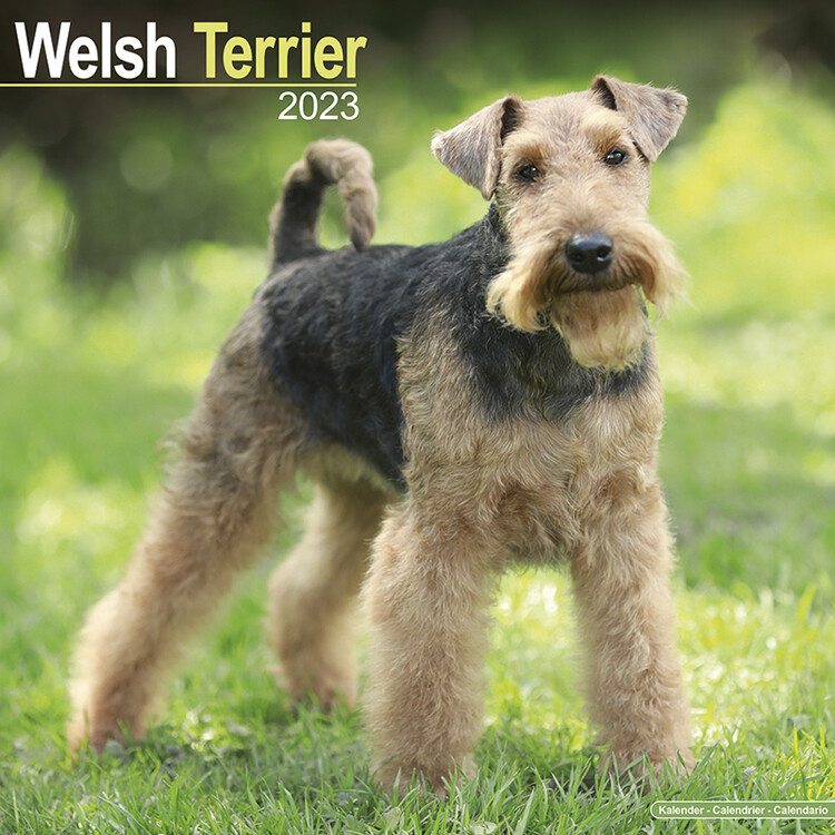 Ημερολόγιο 2027 Welsh Terrier