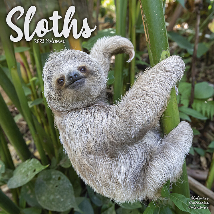 Calendar 2027 Sloths
