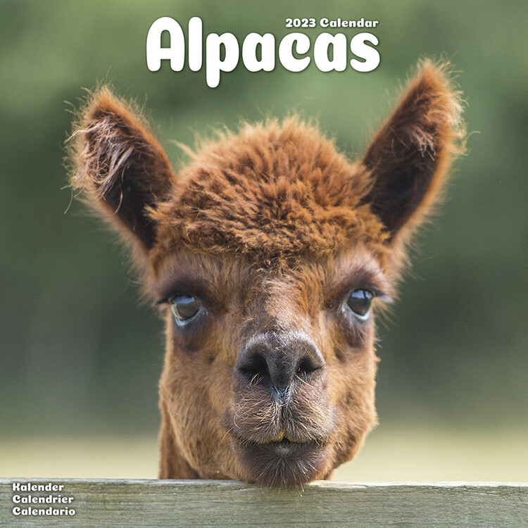 Kalenteri 2027 Alpacas