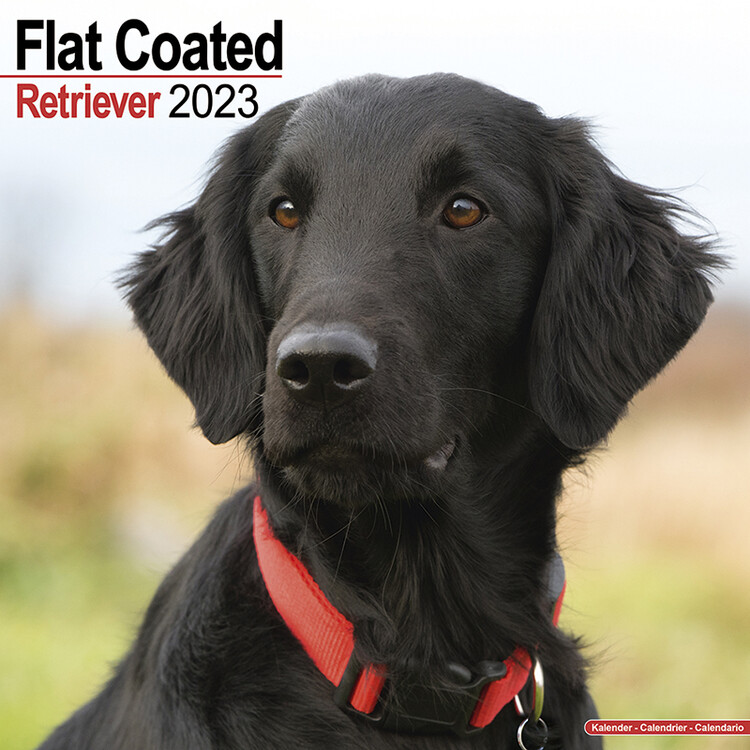 Kalenteri 2027 Flat Coated Retriever