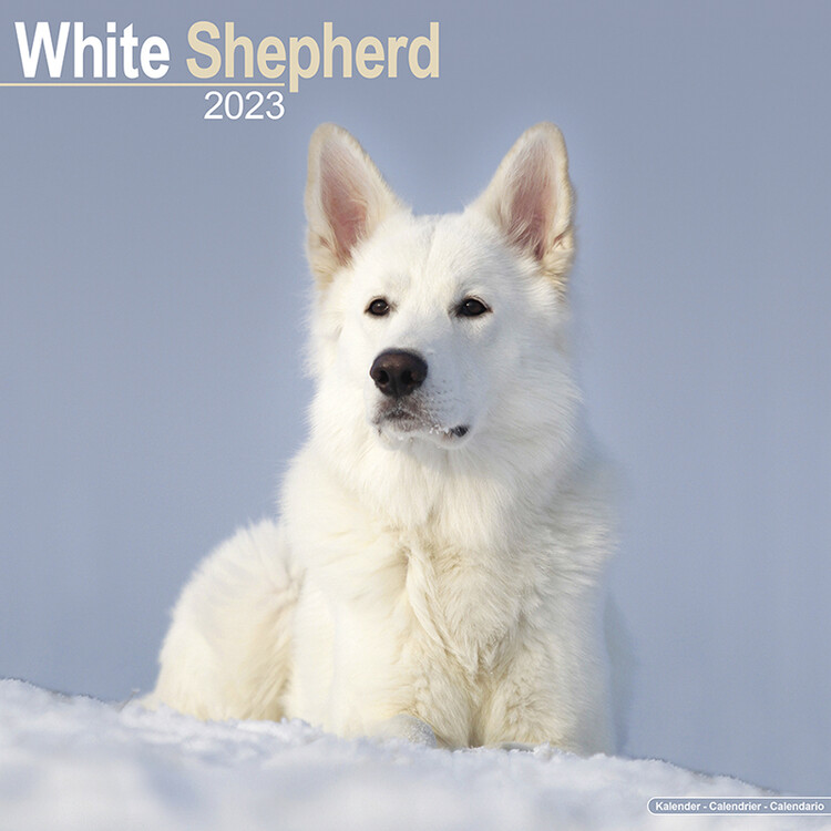 Ημερολόγιο 2027 White Shepherd