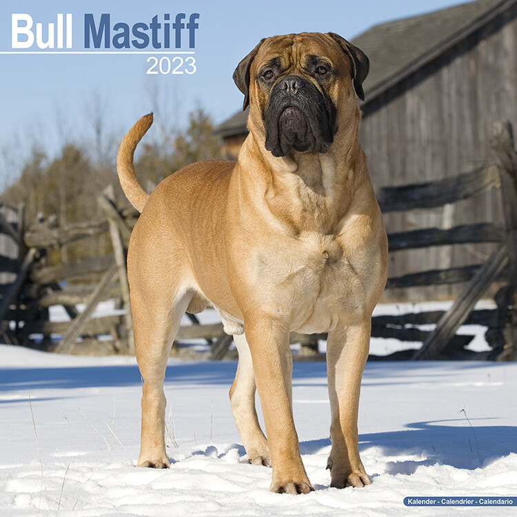 Calendar 2027 Bull Mastiff