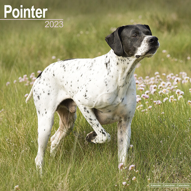 Календар 2027 Pointer